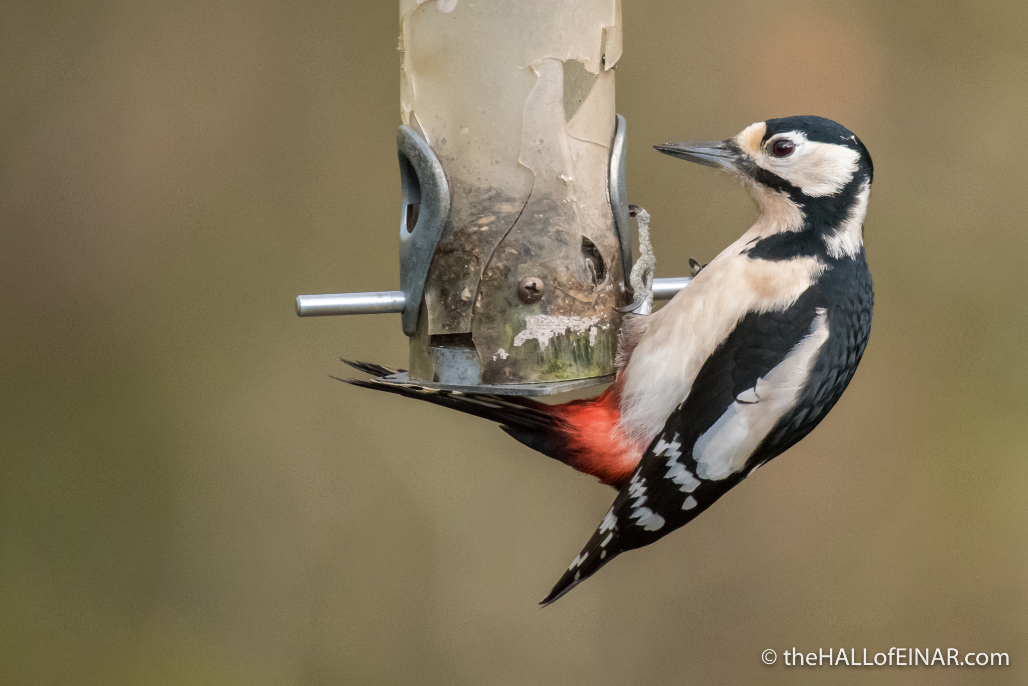 Great Spotted Woodpecker - Stover - The Hall of Einar - photograph (c) David Bailey (not the)