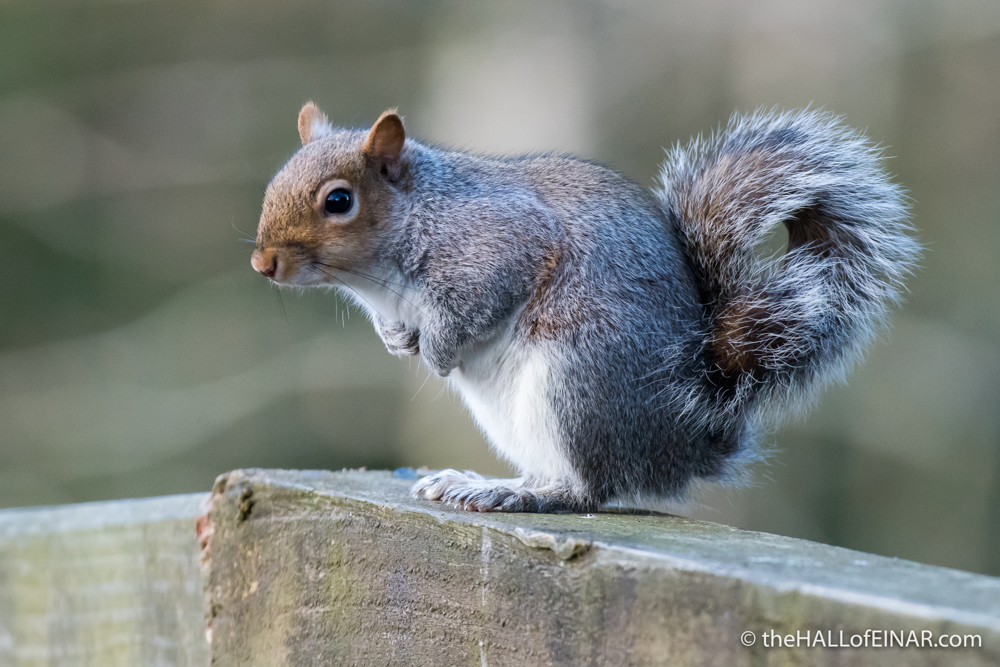 Grey Squirrel - The Hall of Einar - photograph (c) David Bailey (not the)