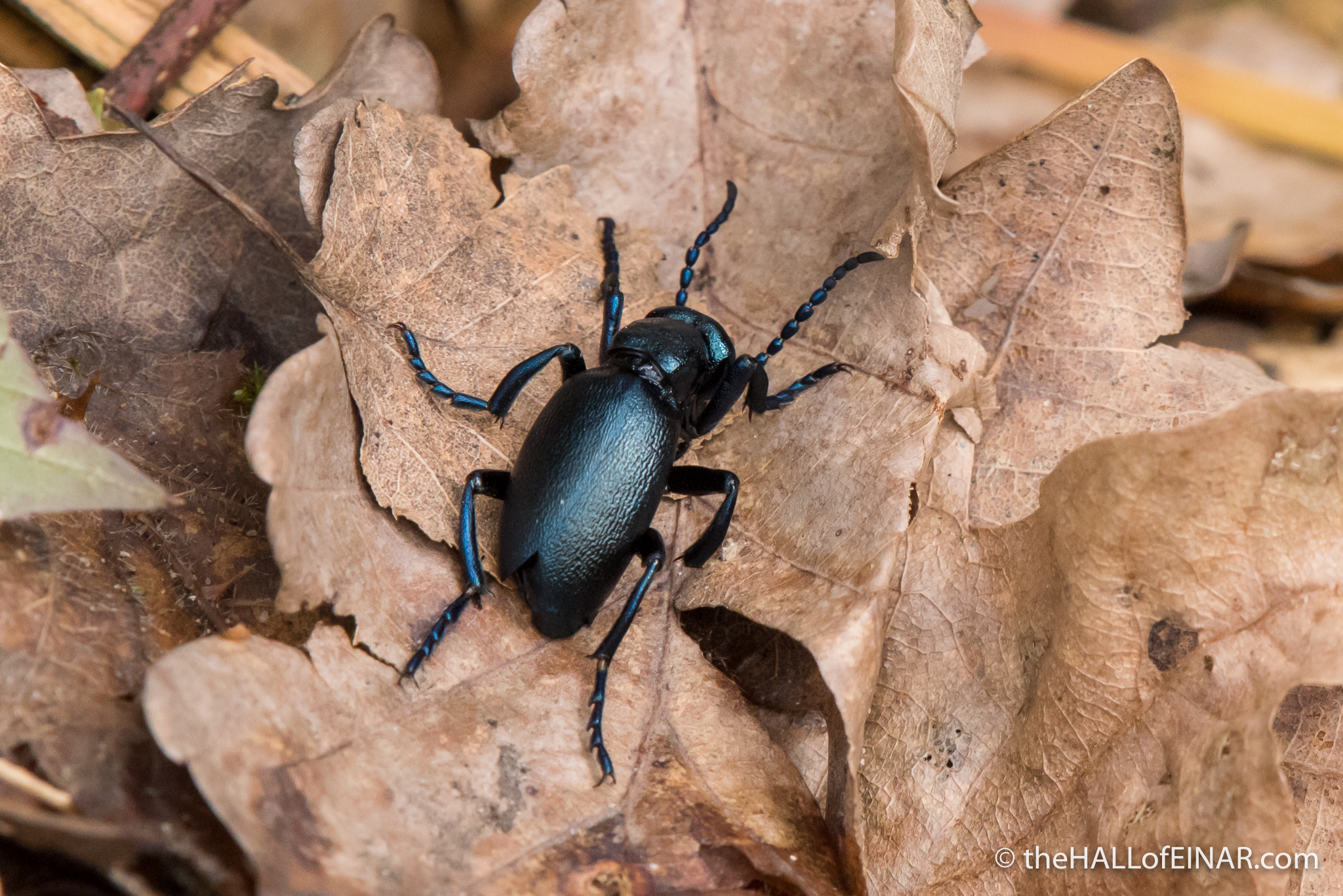 Violet Oil Beetle - Bridford Wood - The Hall of Einar - photograph (c) David Bailey (not the)