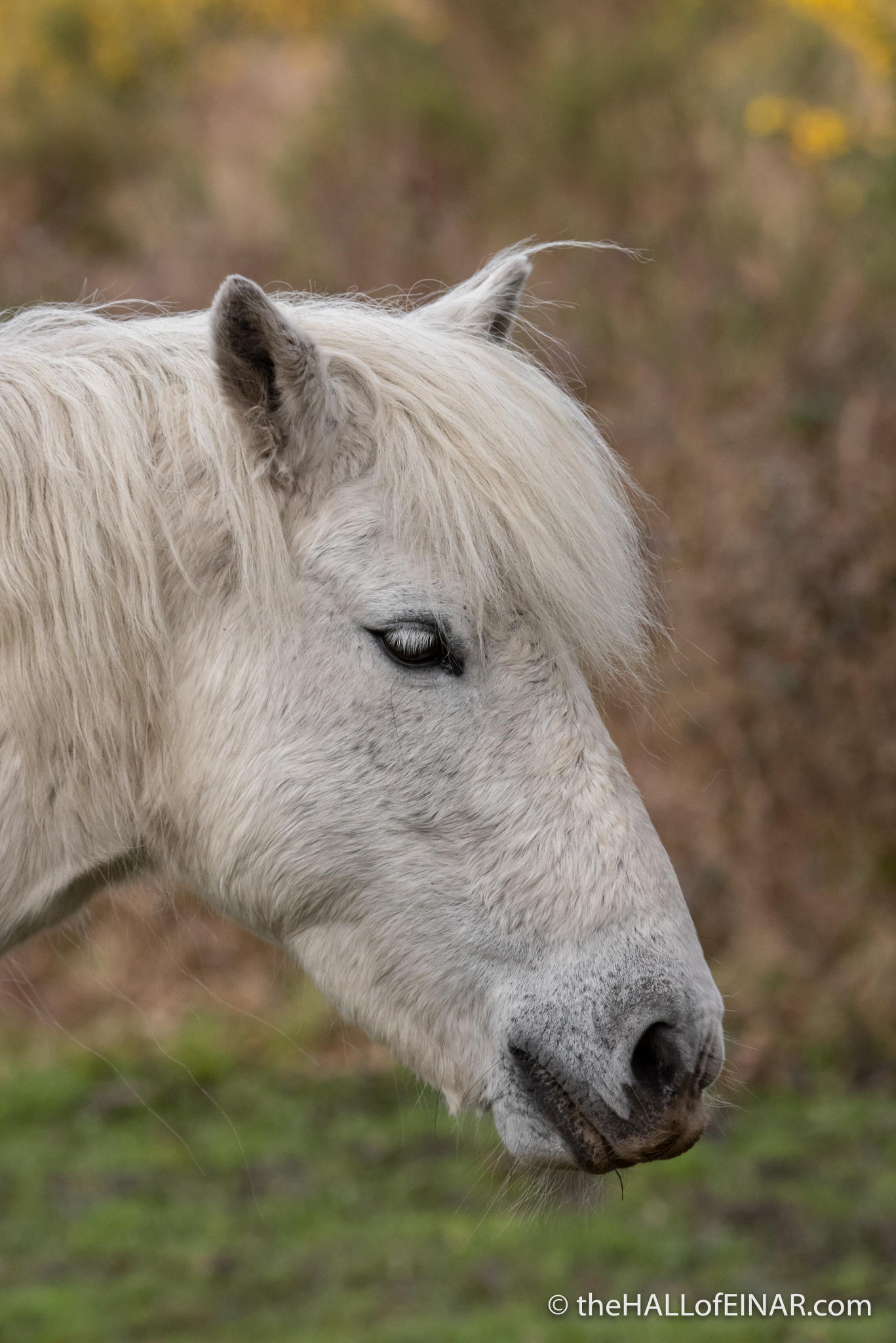 Dartmoor Pony - The Hall of Einar - photograph (c) David Bailey (not the)