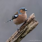 Chaffinch - The Hall of Einar - photograph (c) David Bailey (not the)