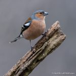 Chaffinch - The Hall of Einar - photograph (c) David Bailey (not the)