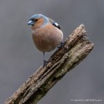 Chaffinch - The Hall of Einar - photograph (c) David Bailey (not the)