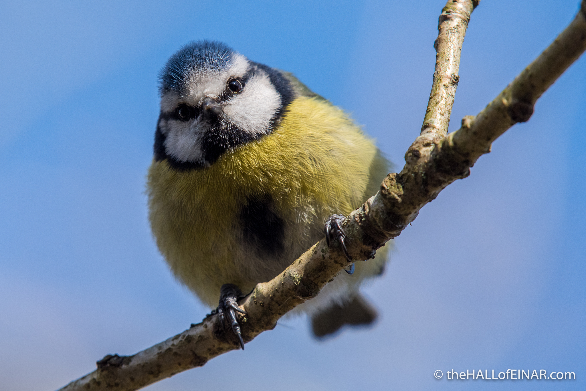 Blue Tit - The Hall of Einar - photograph (c) David Bailey (not the(
