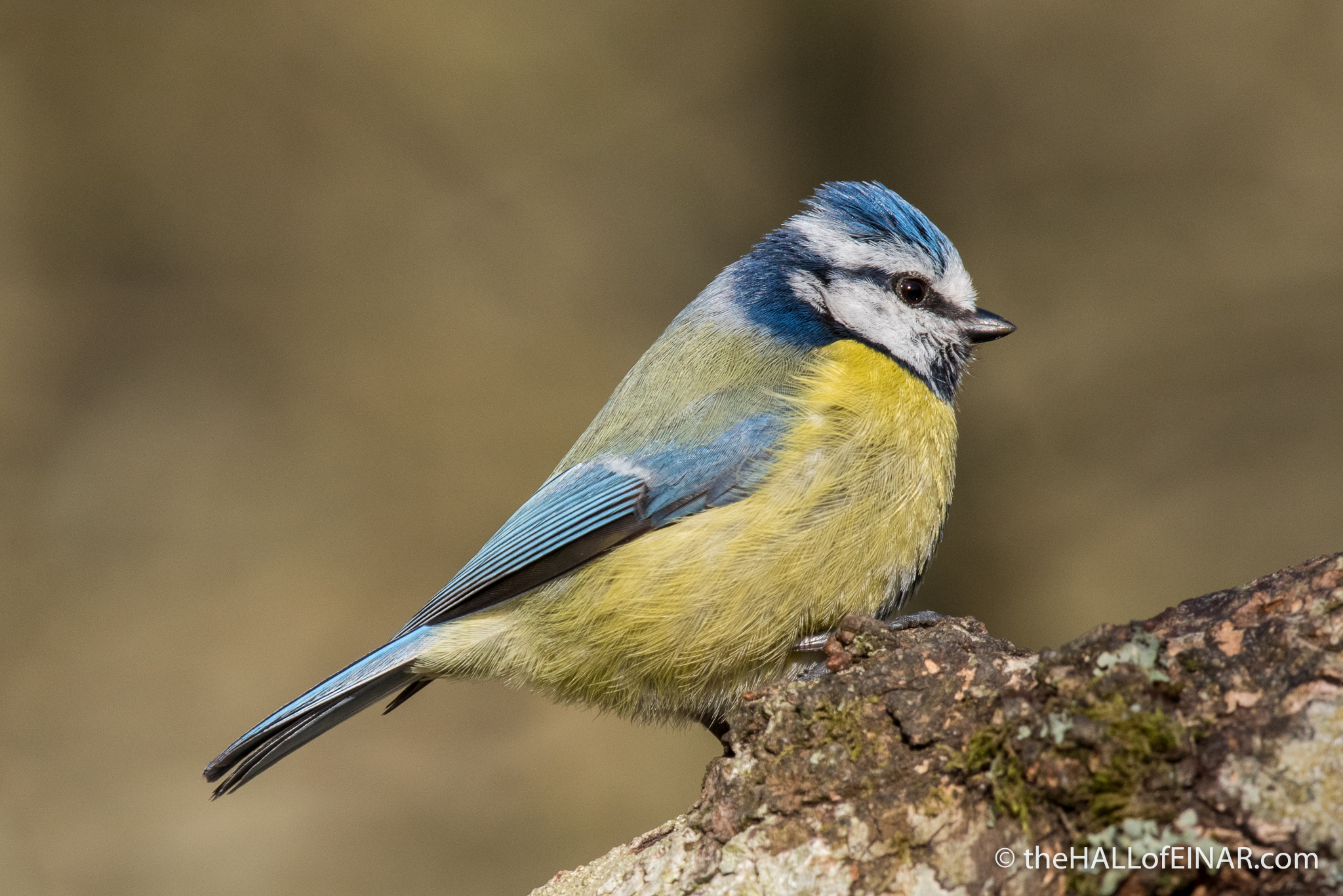 Blue Tit - The Hall of Einar - photograph (c) David Bailey (not the(