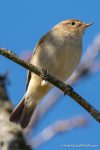 Chiffchaff - The Hall of Einar - photograph (c) David Bailey (not the)