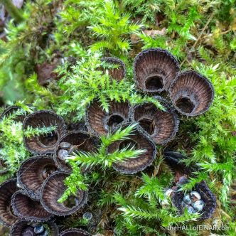 Fluted Bird's Nest Fungus - The Hall of Einar - photograph (c)David Bailey (not the)