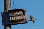 Kestrel - The Hall of Einar - photograph (c) David Bailey (not the)