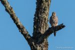 Kestrel - The Hall of Einar - photograph (c) David Bailey (not the)