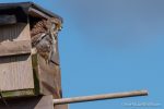 Kestrel - The Hall of Einar - photograph (c) David Bailey (not the)