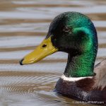 Mallards - The Hall of Einar - photograph (c) David Bailey (not the)