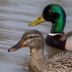 Mallards - The Hall of Einar - photograph (c) David Bailey (not the)