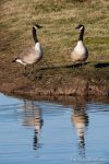 Canada Geese - The Hall of Einar - photograph (c) David Bailey (not the)