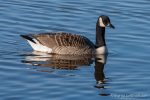 Canada Geese - The Hall of Einar - photograph (c) David Bailey (not the)