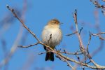 Chiffchaff - The Hall of Einar - photograph (c) David Bailey (not the)