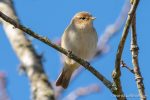 Chiffchaff - The Hall of Einar - photograph (c) David Bailey (not the)