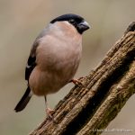 Bullfinch - The Hall of Einar - photograph (c) David Bailey (not the)
