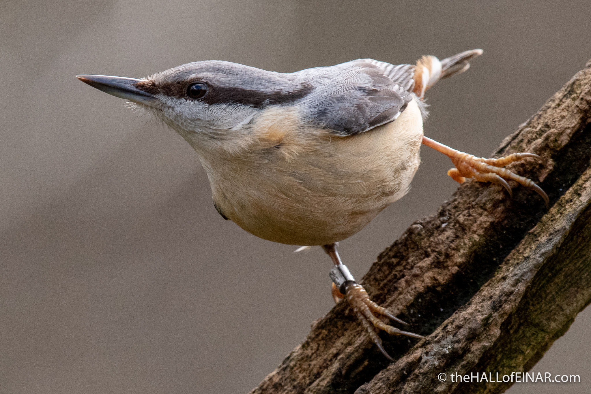 Nuthatch - The Hall of Einar - photograph (c) David Bailey (not the)