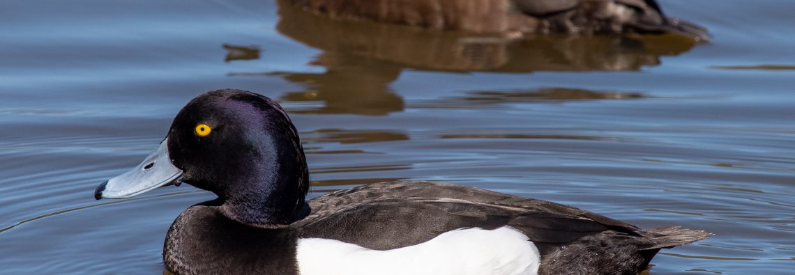 Tufted Duck - The Hall of Einar - photograph (c) David Bailey (not the)