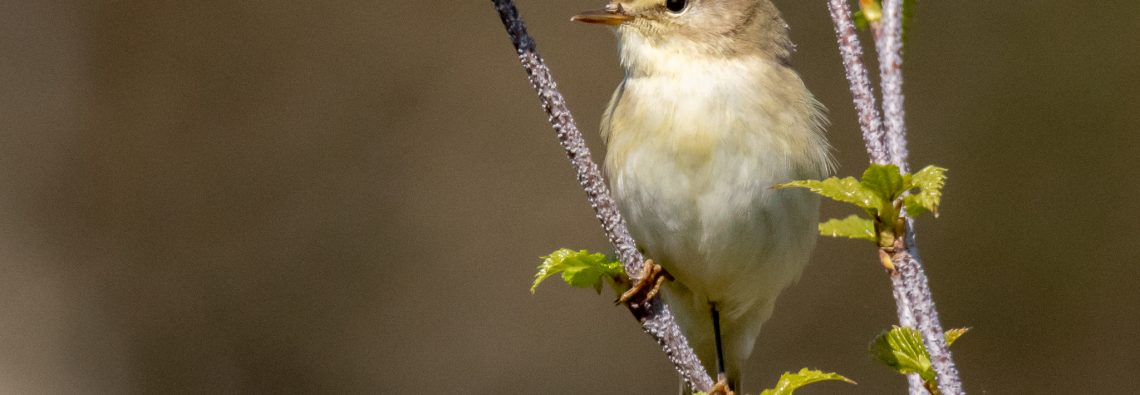 Willow Warbler - The Hall of Einar - photograph (c) David Bailey (not the)