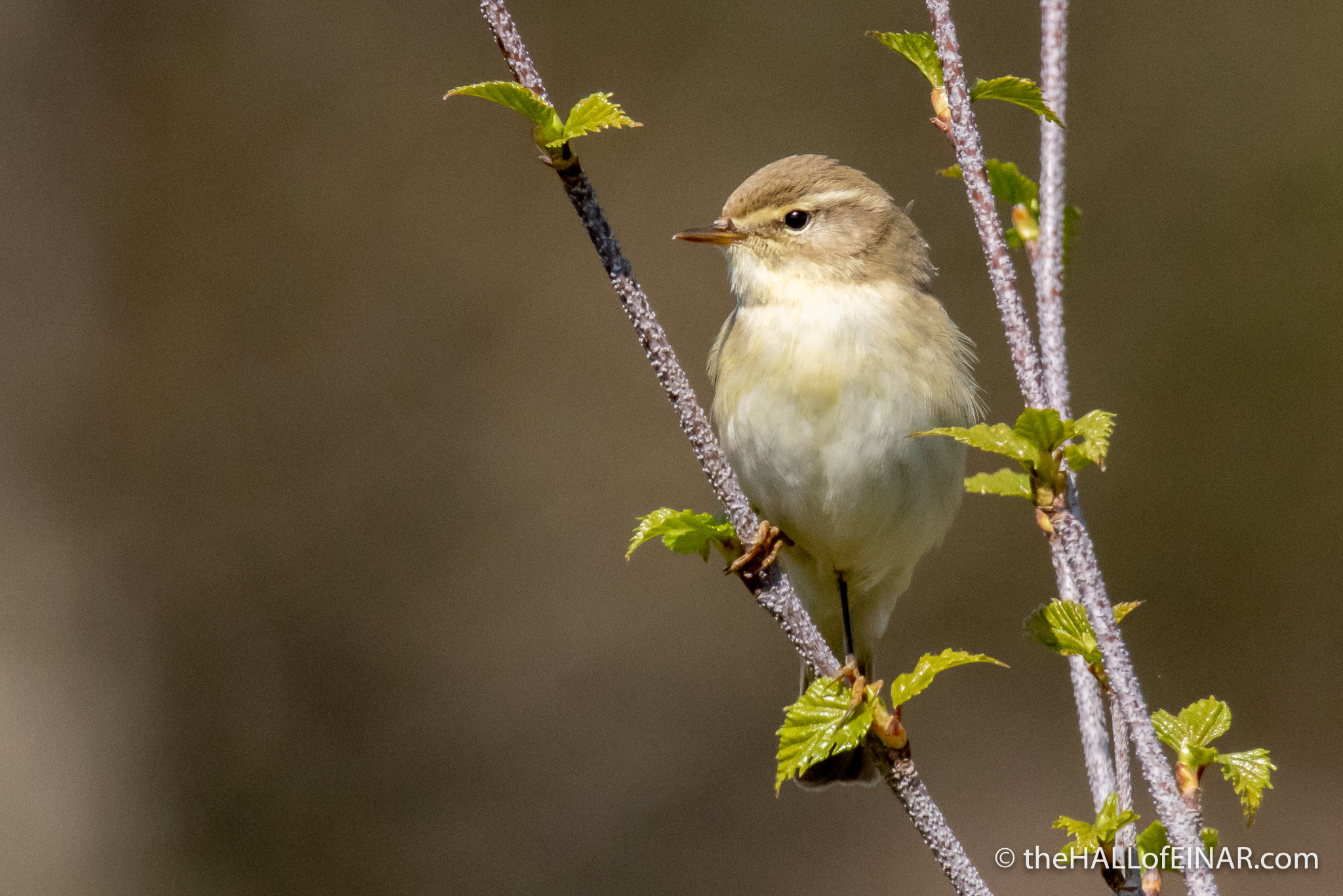 Willow Warbler - The Hall of Einar - photograph (c) David Bailey (not the)