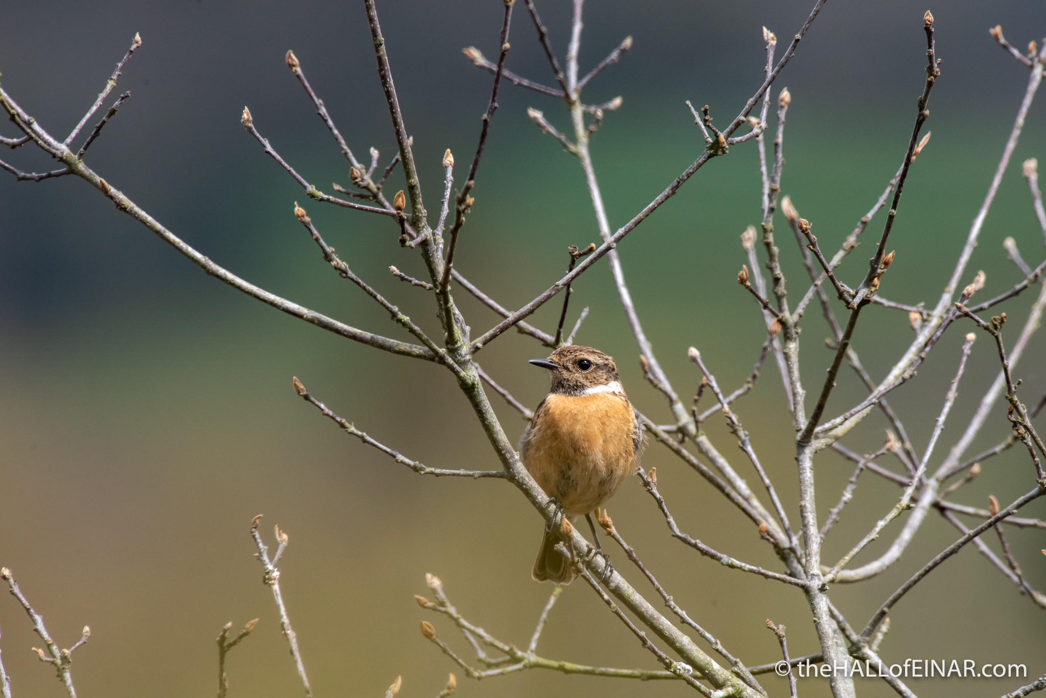 Stonechat - The Hall of Einar - photograph (c) David Bailey (not the)