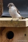 Pied Flycatcher - The Hall of Einar - photograph (c) David Bailey (not the)