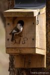 Pied Flycatcher - The Hall of Einar - photograph (c) David Bailey (not the)