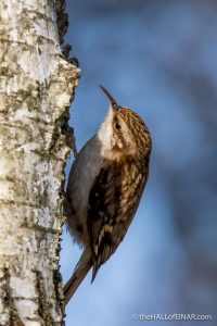 Treecreeper - The Hall of Einar - photograph (c) David Bailey (not the)