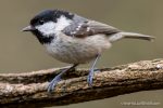 Coal Tit - The Hall of Einar - photograph by David Bailey (not the)