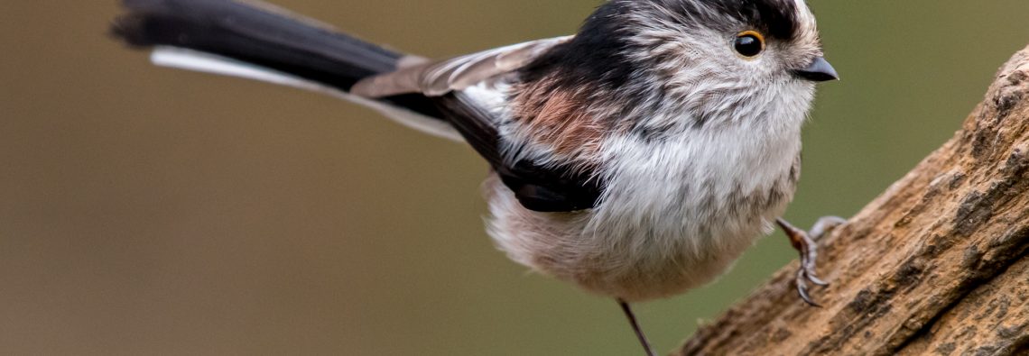 Long-Tailed Tit - The Hall of Einar - photograph (c) David Bailey (not the)