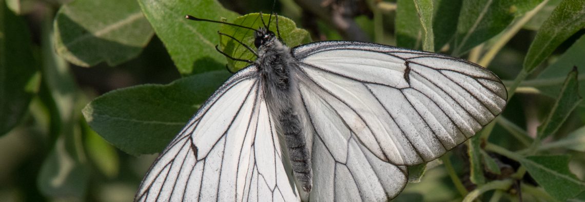 Black Veined White - Matera - The Hall of Einar - photograph (c) David Bailey (not the)