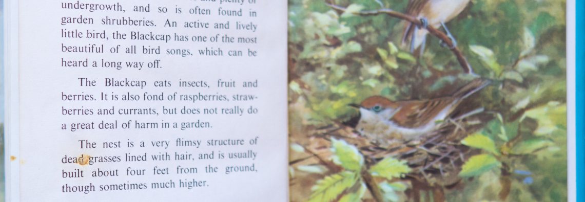 Blackcap - Ladybird Book of British Birds