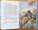Brambling - Ladybird Book of British Birds