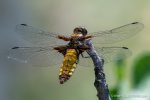 Broad-Bodied Chaser - Matera - The Hall of Einar - photograph (c) David Bailey (not the)