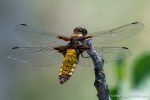 Broad-Bodied Chaser - Matera - The Hall of Einar - photograph (c) David Bailey (not the)
