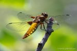 Broad-Bodied Chaser - Matera - The Hall of Einar - photograph (c) David Bailey (not the)