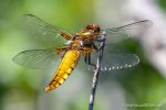 Broad-Bodied Chaser - Matera - The Hall of Einar - photograph (c) David Bailey (not the)