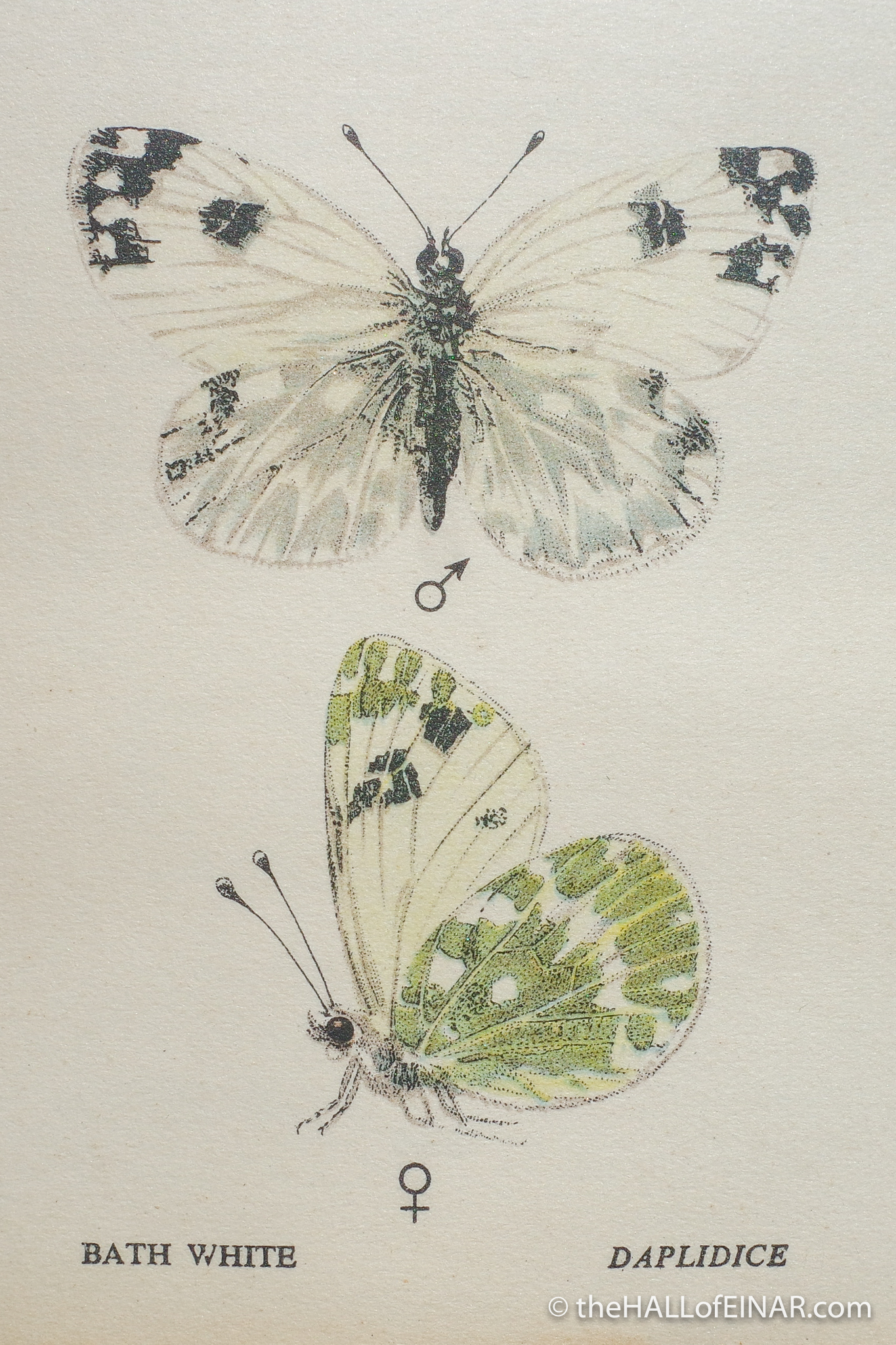 The Bath White Butterfly - Edmund Sandars