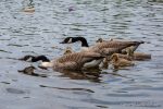 Canada Geese - The Hall of Einar - photograph (c) David Bailey (not the)