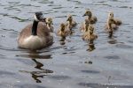 Canada Geese - The Hall of Einar - photograph (c) David Bailey (not the)