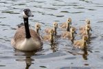 Canada Geese - The Hall of Einar - photograph (c) David Bailey (not the)