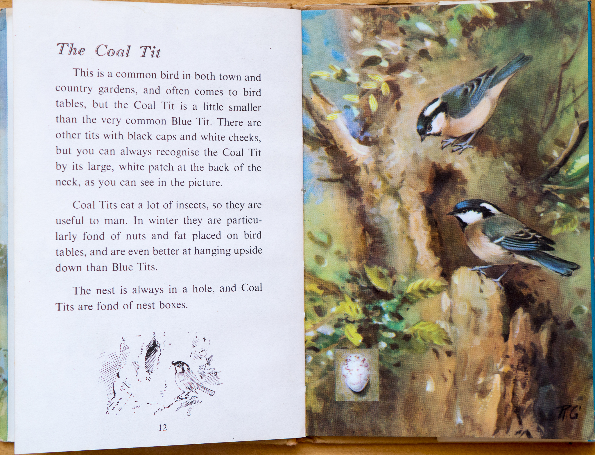 Coal Tit - Ladybird Book of British Birds