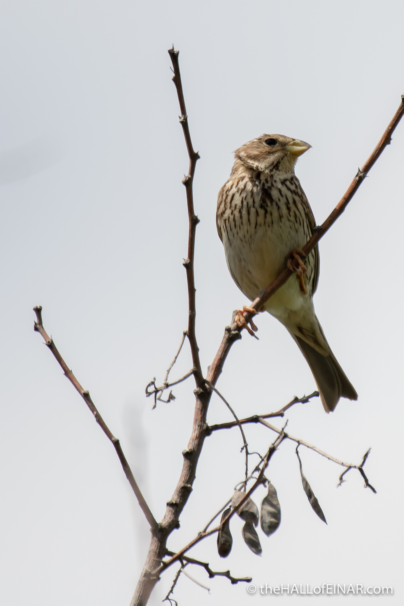 Corn Bunting - The Hall of Einar - photograph (c) David Bailey (not the)