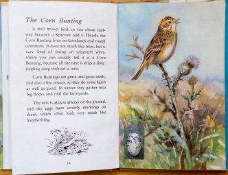 Corn Bunting - The Ladybird Book of British Birds - Roland Green