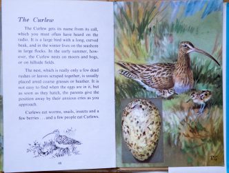 Curlew - Ladybird Book of British Birds