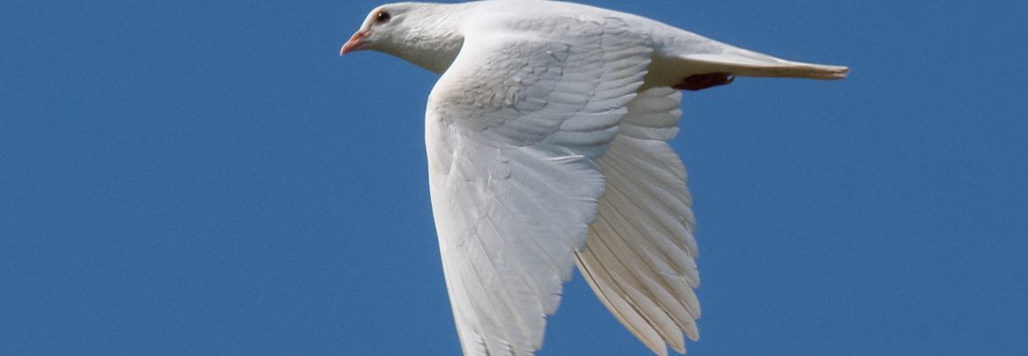Dove Stone Dove - The Hall of Einar - photograph (c) David Bailey (not the)