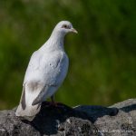 Dove Stone Dove - The Hall of Einar - photograph (c) David Bailey (not the)