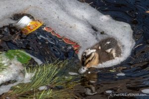 Mallard Duckling - The Hall of Einar - photograph (c) David Bailey (not the)
