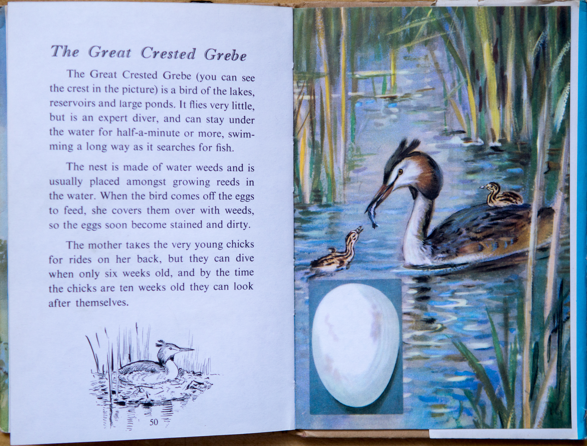Goldcrest - Ladybird Book of British Birds